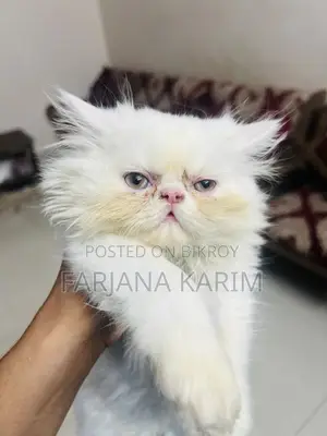 1-3 Months Female Purebred Exotic