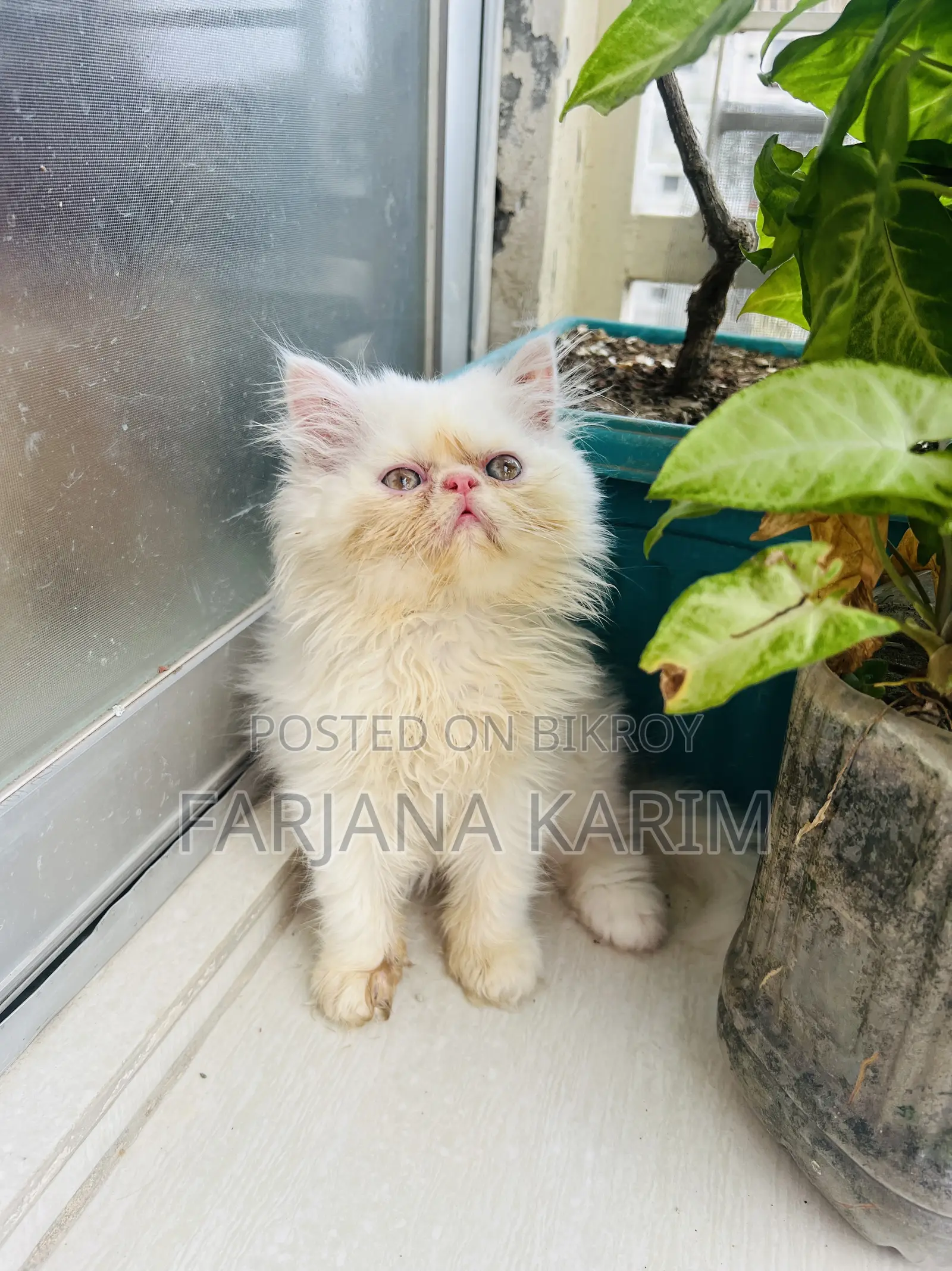 1-3 Months Female Purebred Exotic