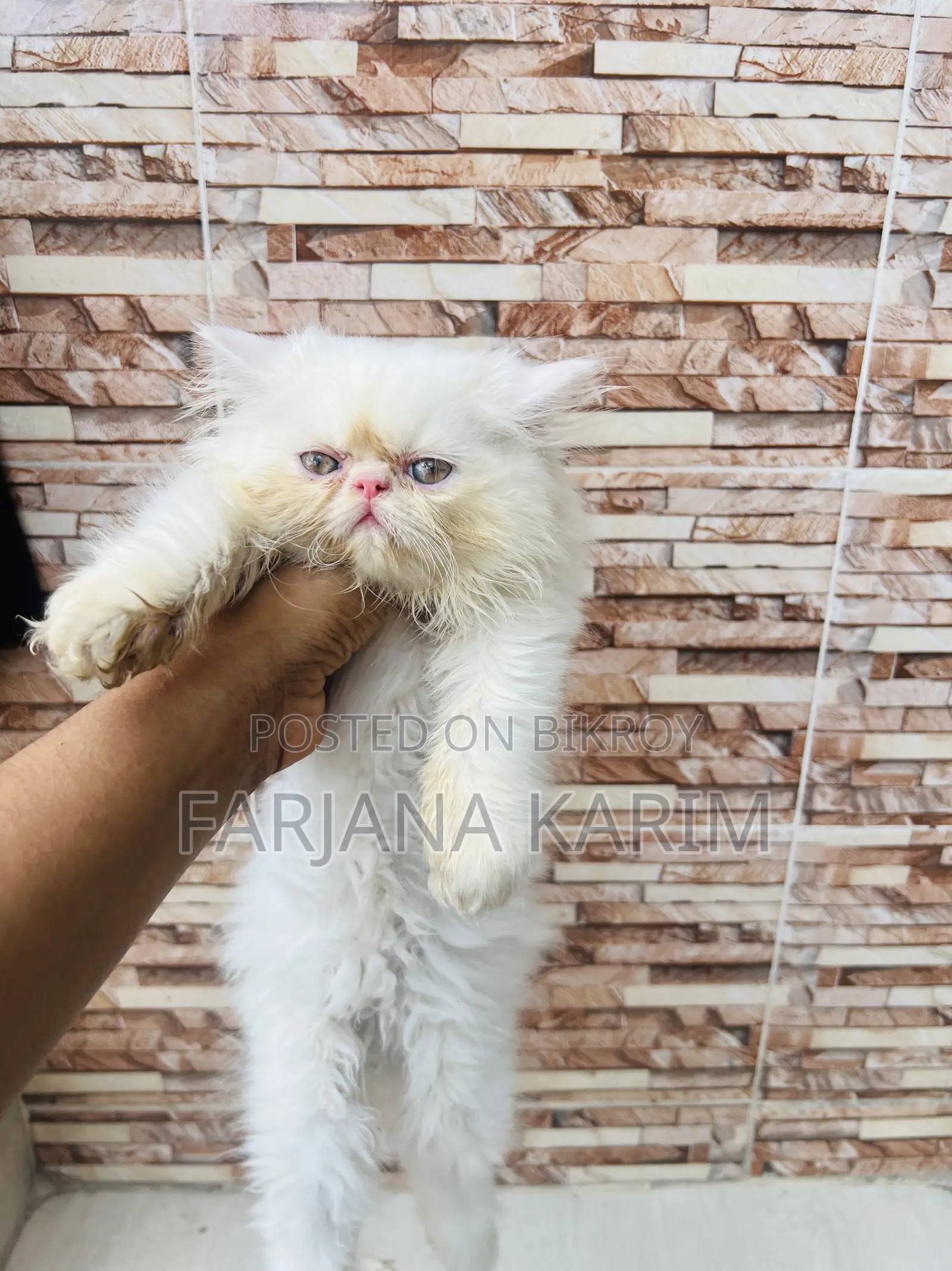 1-3 Months Female Purebred Exotic