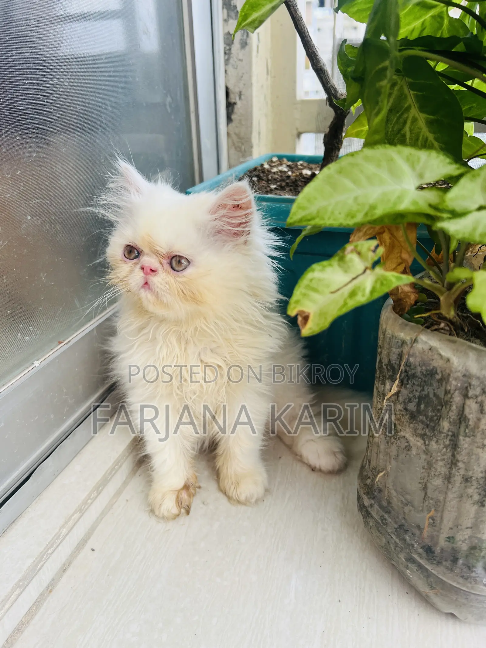 1-3 Months Female Purebred Exotic