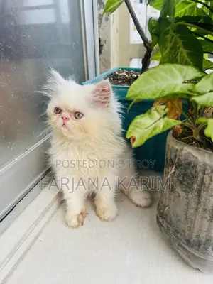 1-3 Months Female Purebred Exotic