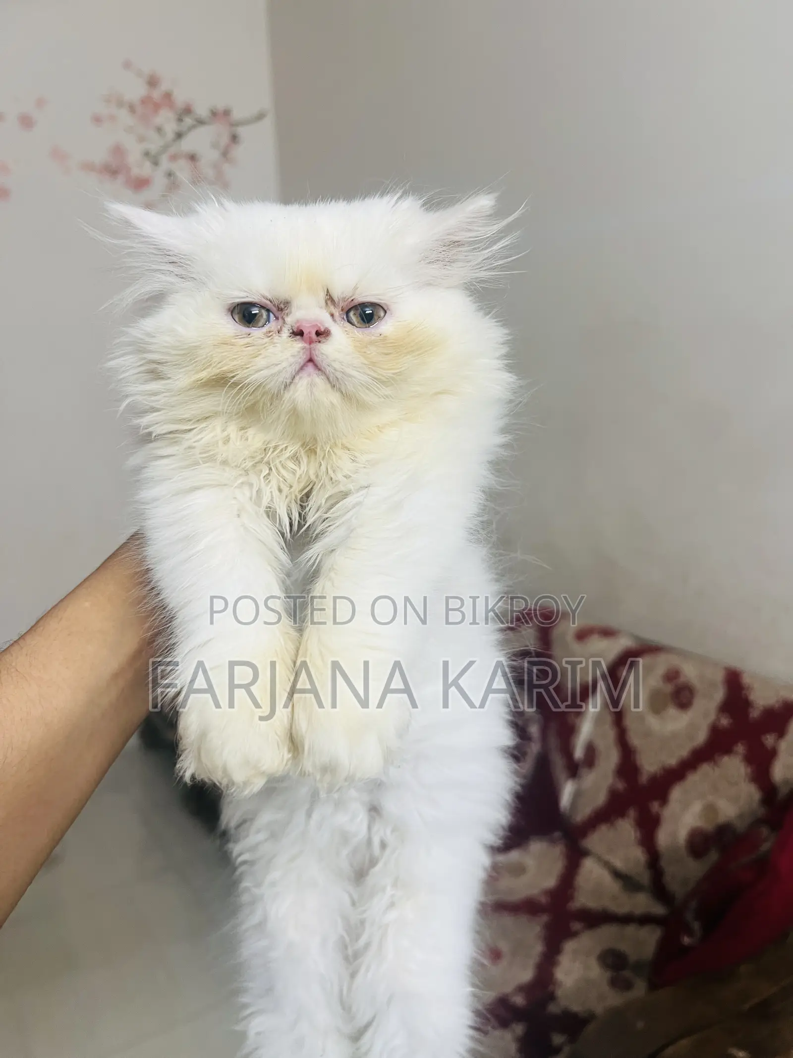 1-3 Months Female Purebred Exotic