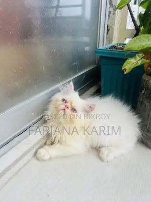 1-3 Months Female Purebred Exotic