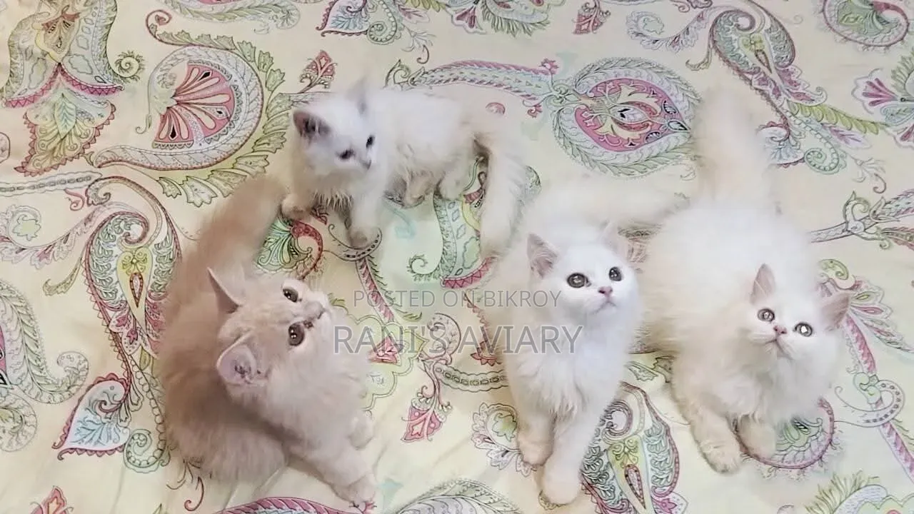 1-3 Months Female Purebred Persian