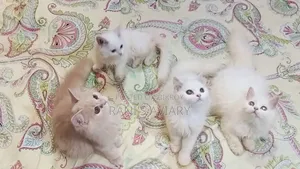 1-3 Months Female Purebred Persian