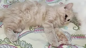 1-3 Months Female Purebred Persian