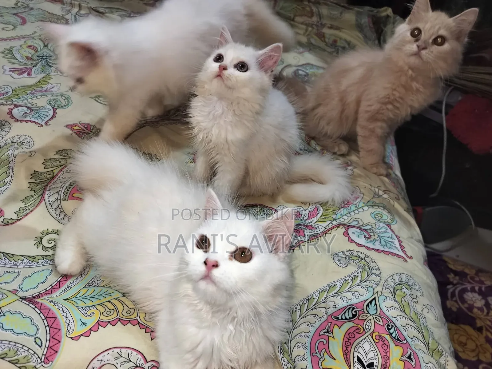 1-3 Months Female Purebred Persian