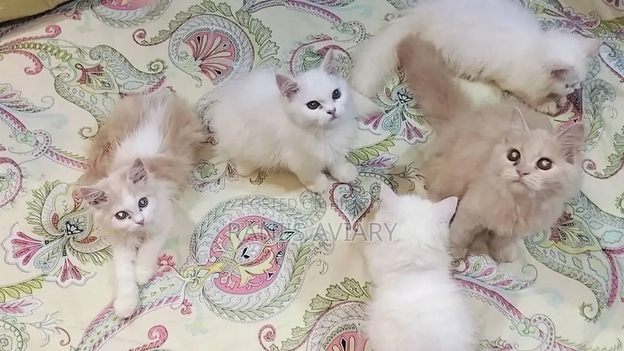1-3 Months Female Purebred Persian