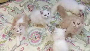 1-3 Months Female Purebred Persian