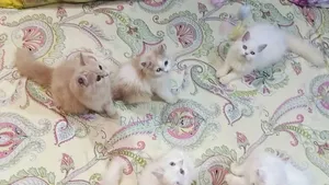 1-3 Months Female Purebred Persian