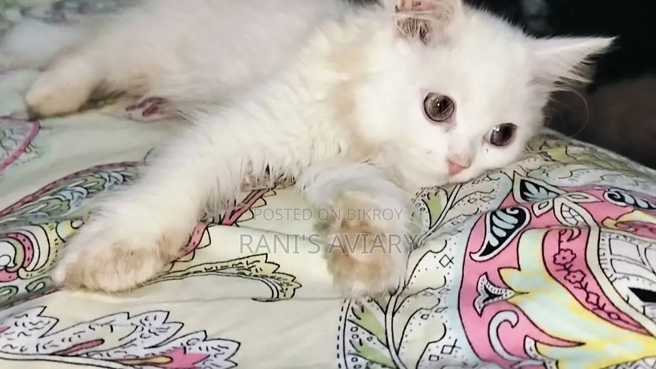1-3 Months Female Purebred Persian
