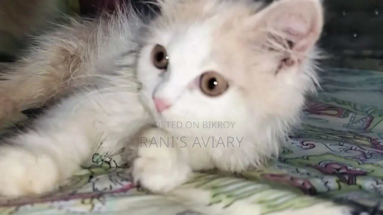 1-3 Months Female Purebred Persian