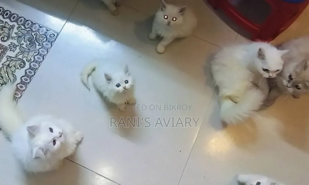 1-3 Months Female Purebred Persian