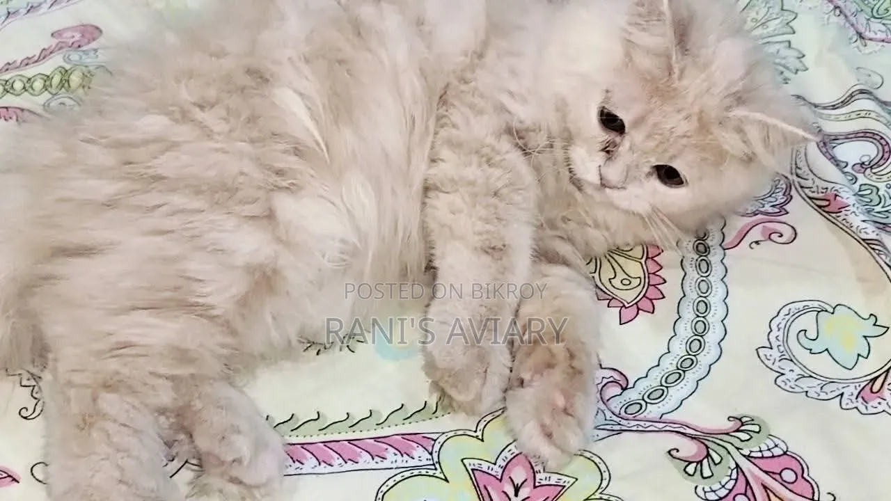 1-3 Months Female Purebred Persian