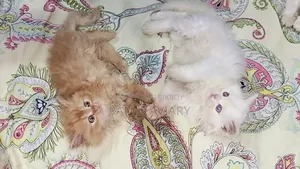 0-1 Month Female Mixed Breed Persian