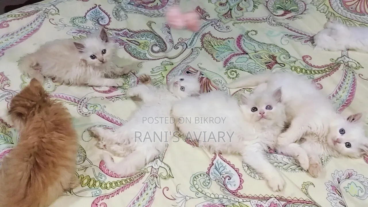 0-1 Month Female Mixed Breed Persian