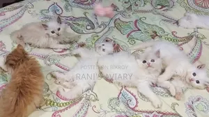 0-1 Month Female Mixed Breed Persian