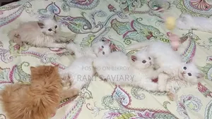 0-1 Month Female Mixed Breed Persian