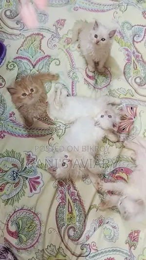 0-1 Month Female Mixed Breed Persian
