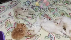 0-1 Month Female Mixed Breed Persian