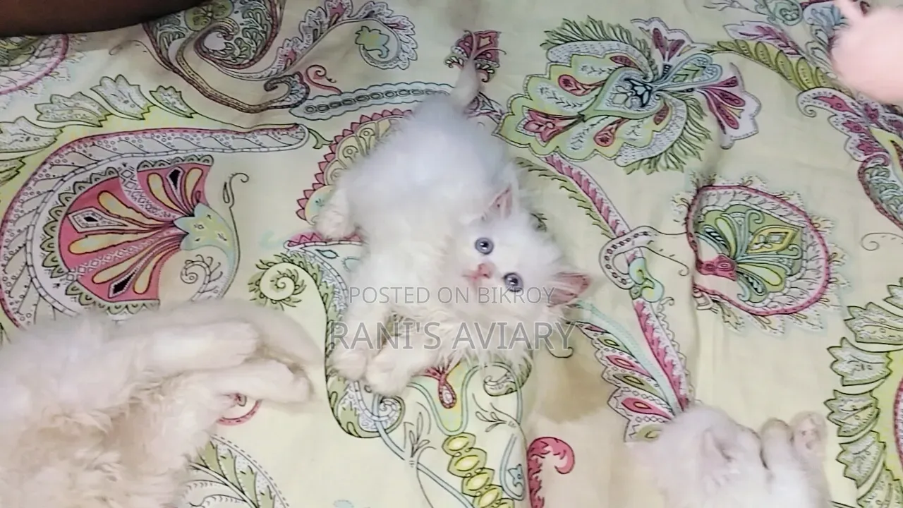 0-1 Month Female Mixed Breed Persian