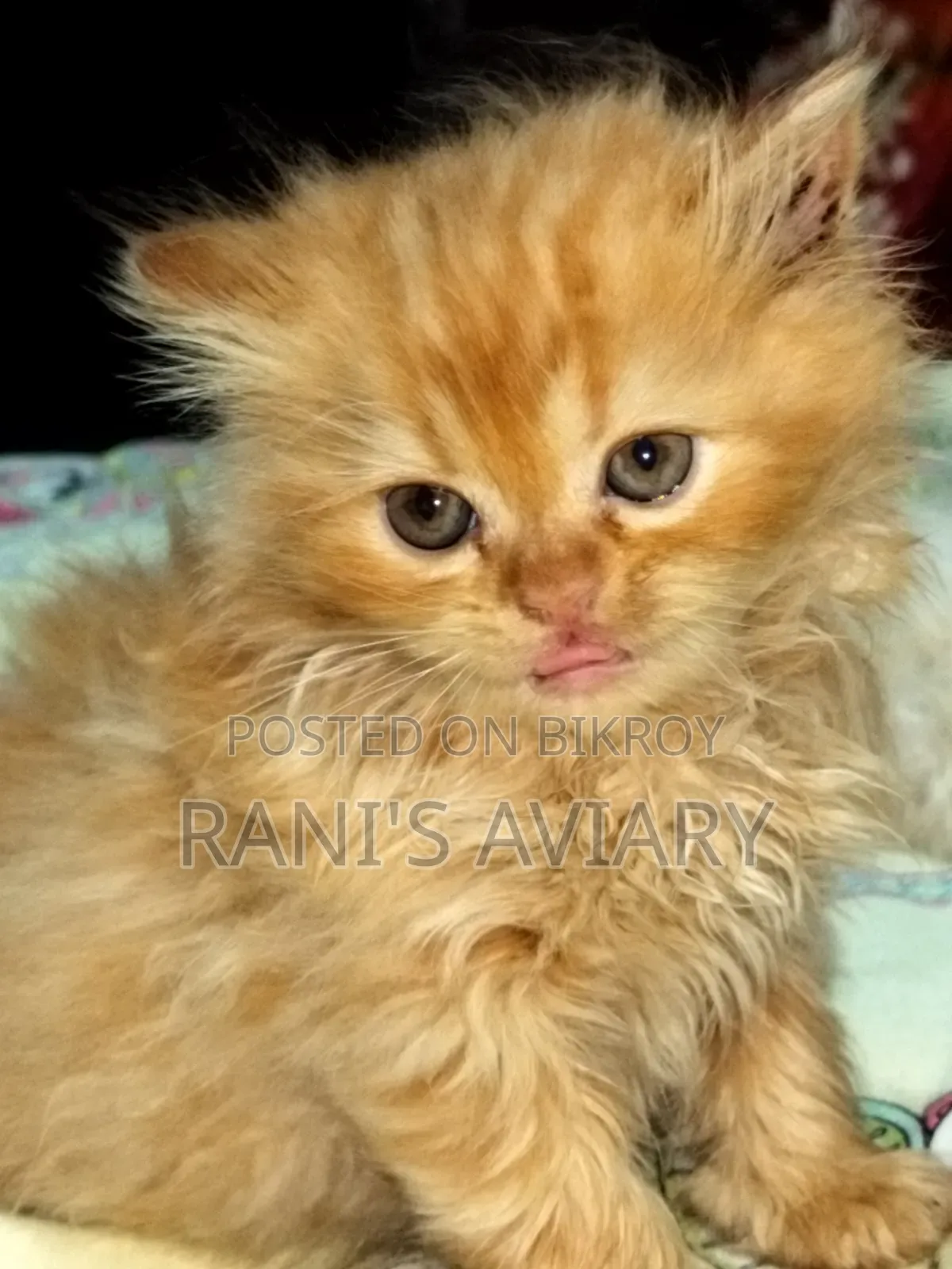 0-1 Month Female Mixed Breed Persian