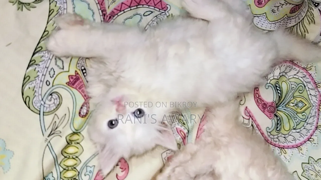 0-1 Month Female Mixed Breed Persian