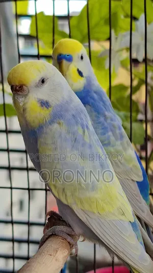 Rainbow Pair