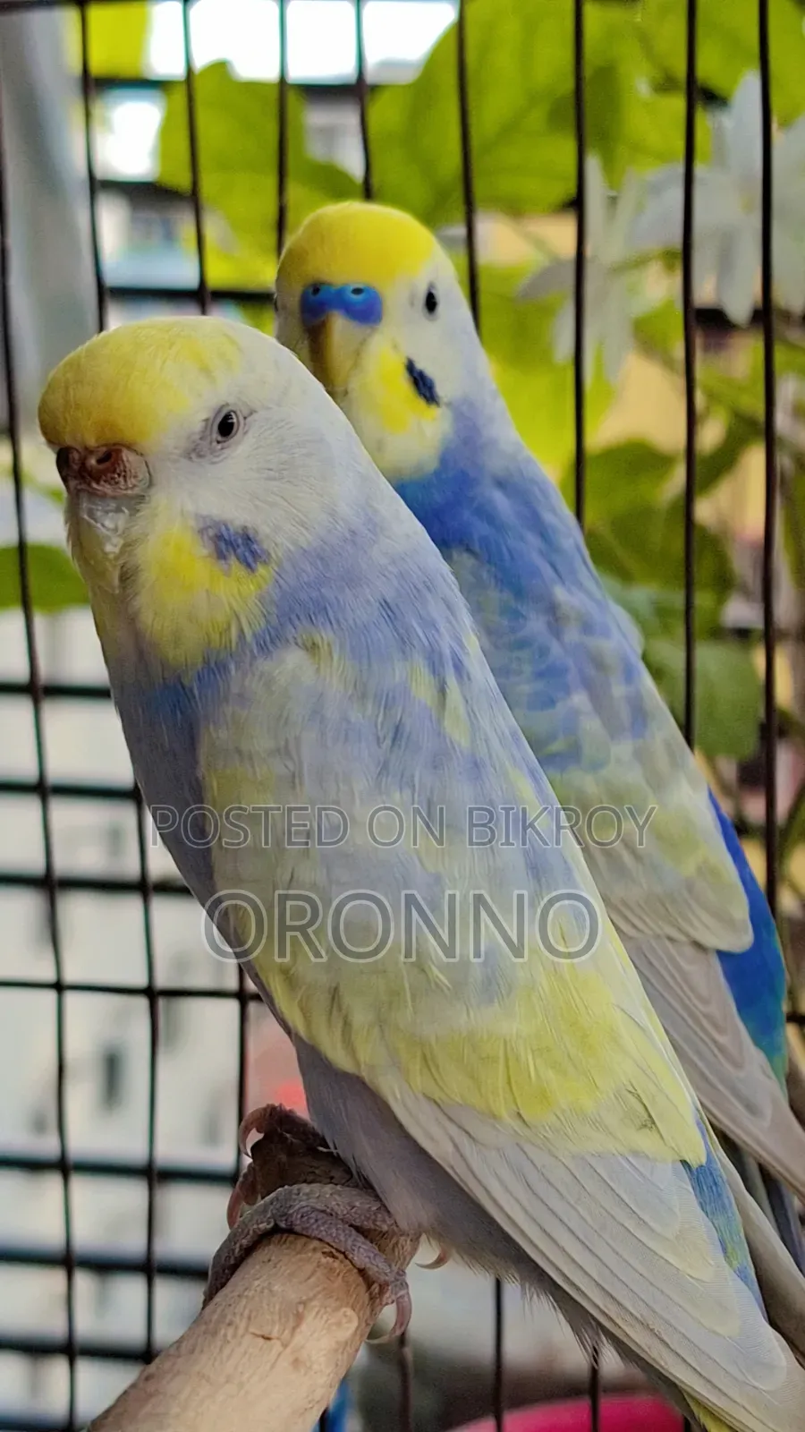 Rainbow Pair