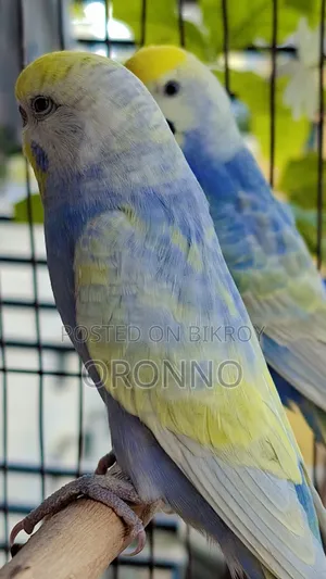 Rainbow Pair