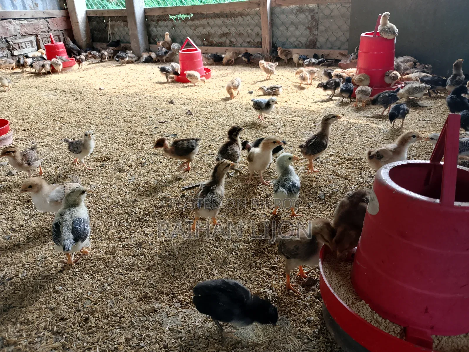 Chicken Chicks