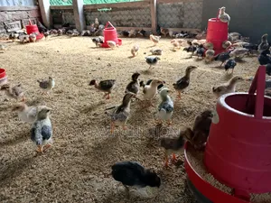 Chicken Chicks