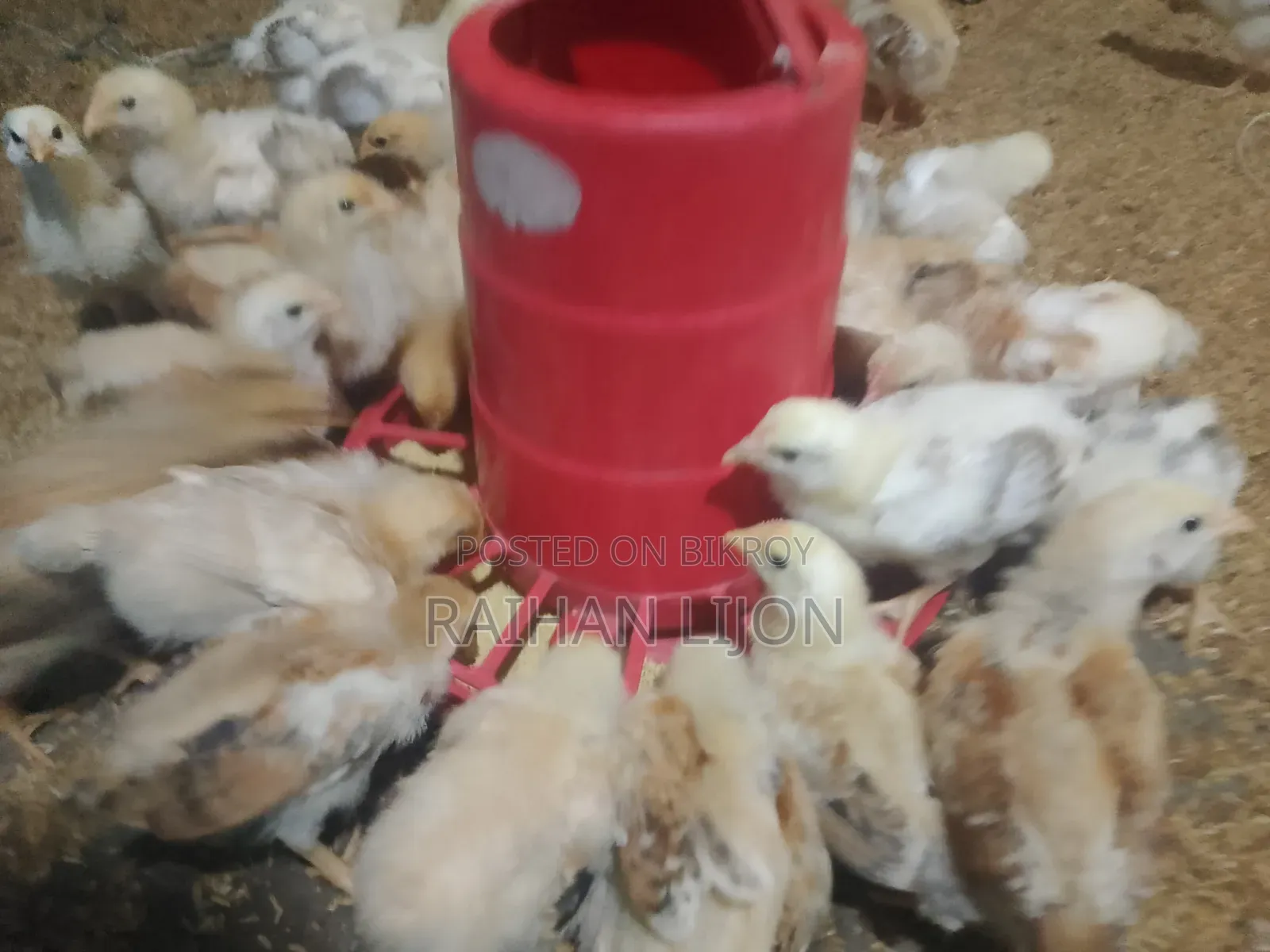 Chicken Chicks