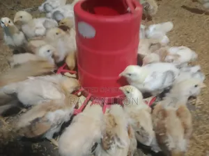 Chicken Chicks