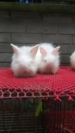 Angora Rabbit