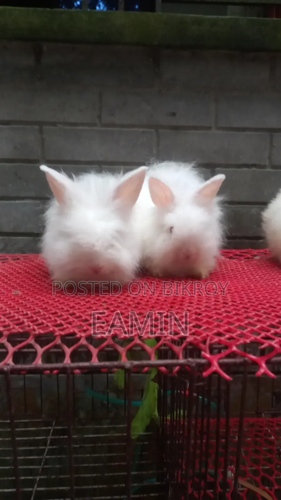 Angora Rabbit