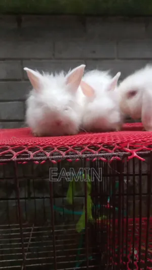 Angora Rabbit