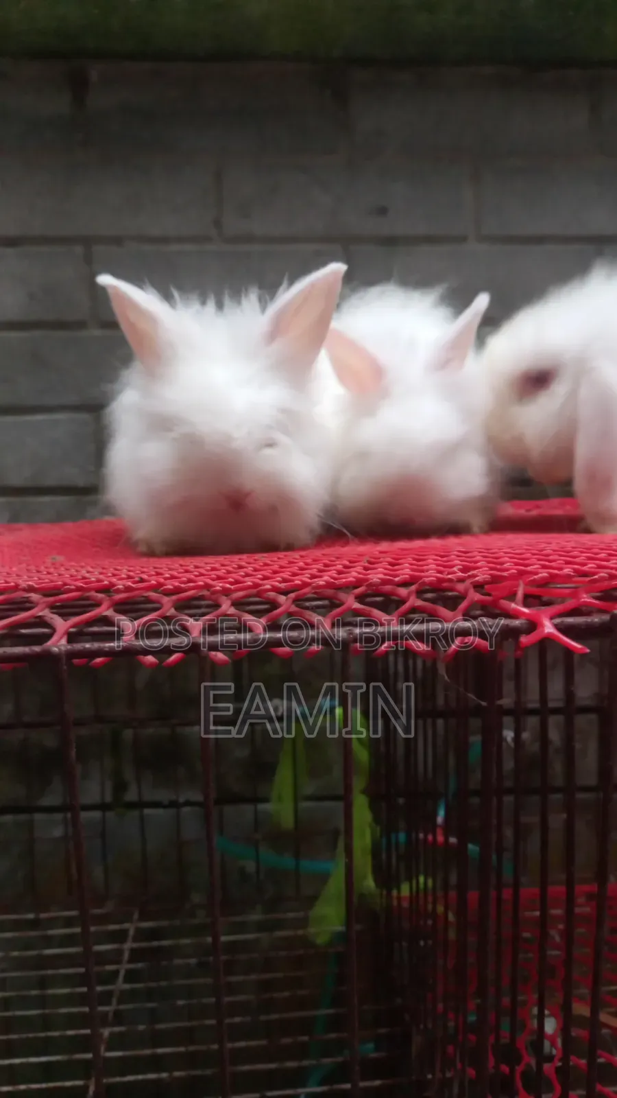 Angora Rabbit