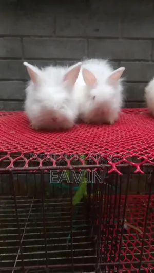 Angora Rabbit
