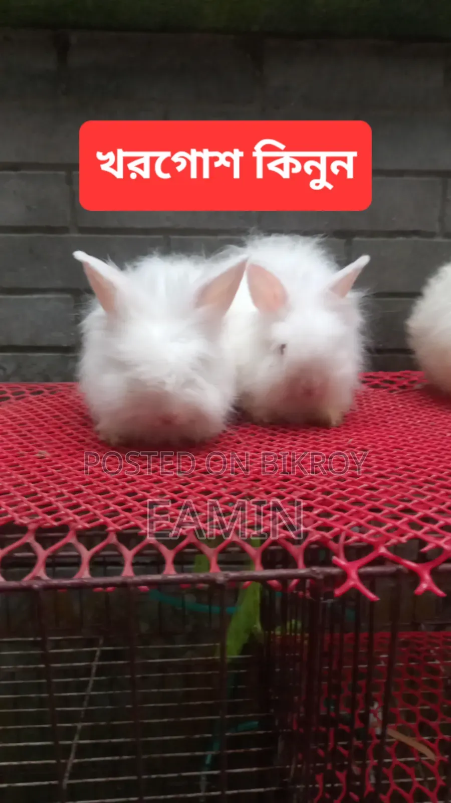 Angora Rabbit