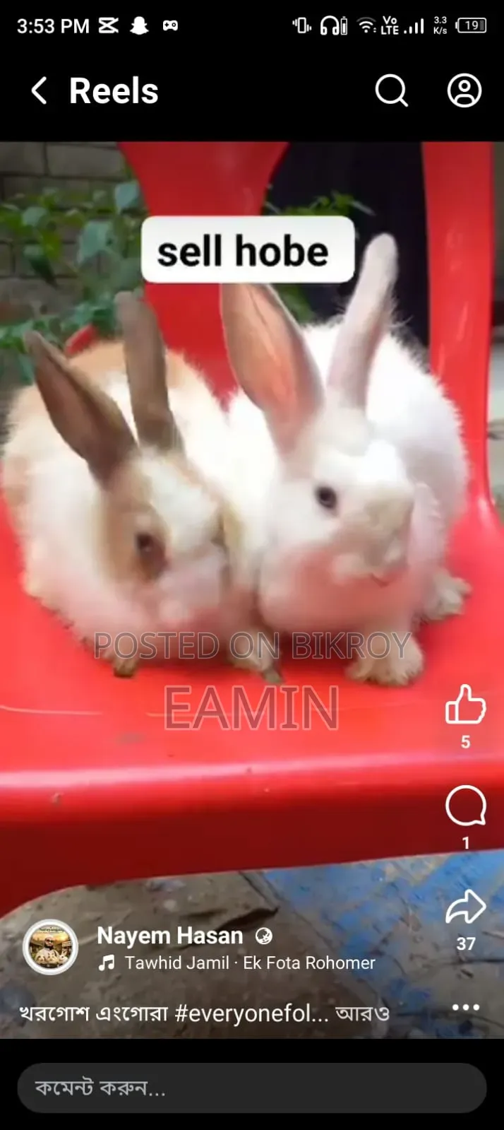 Angora Rabbit