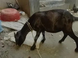 Native Khashi Goat
