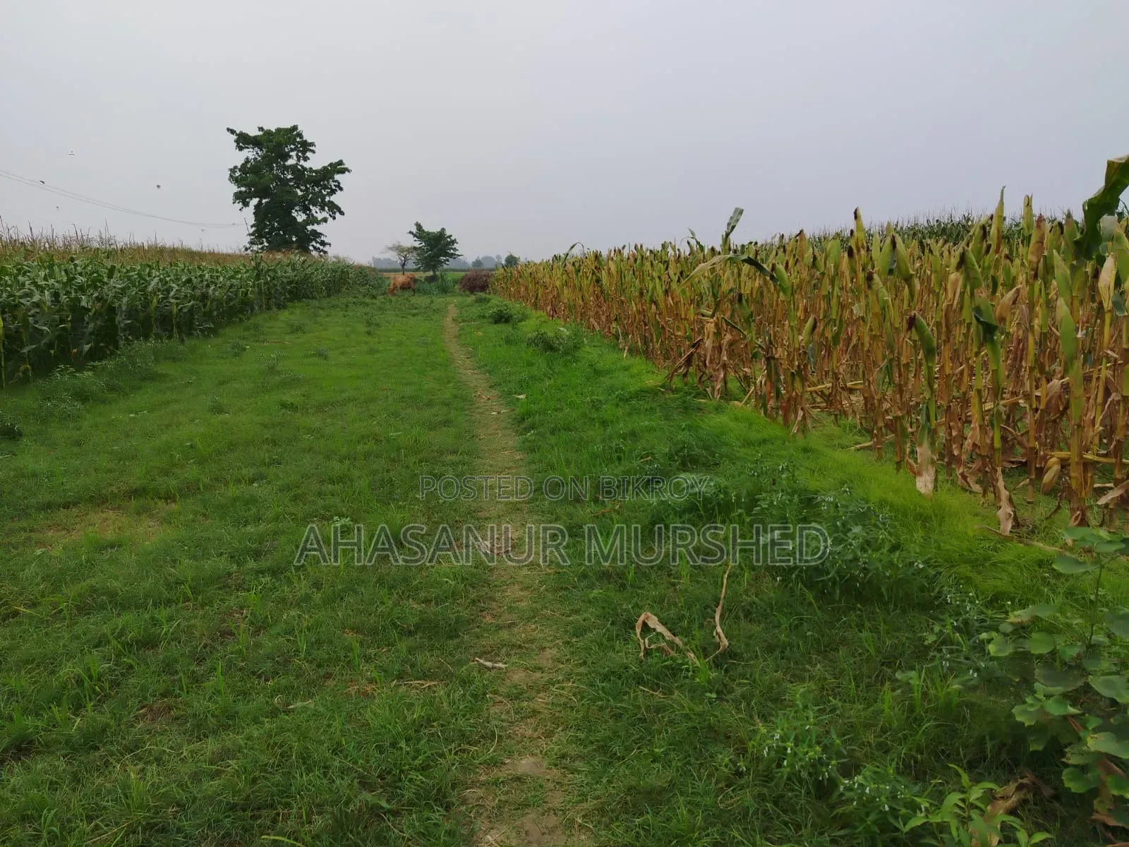 জমি বিক্রয় আকুয় মড়লপাড়ায়