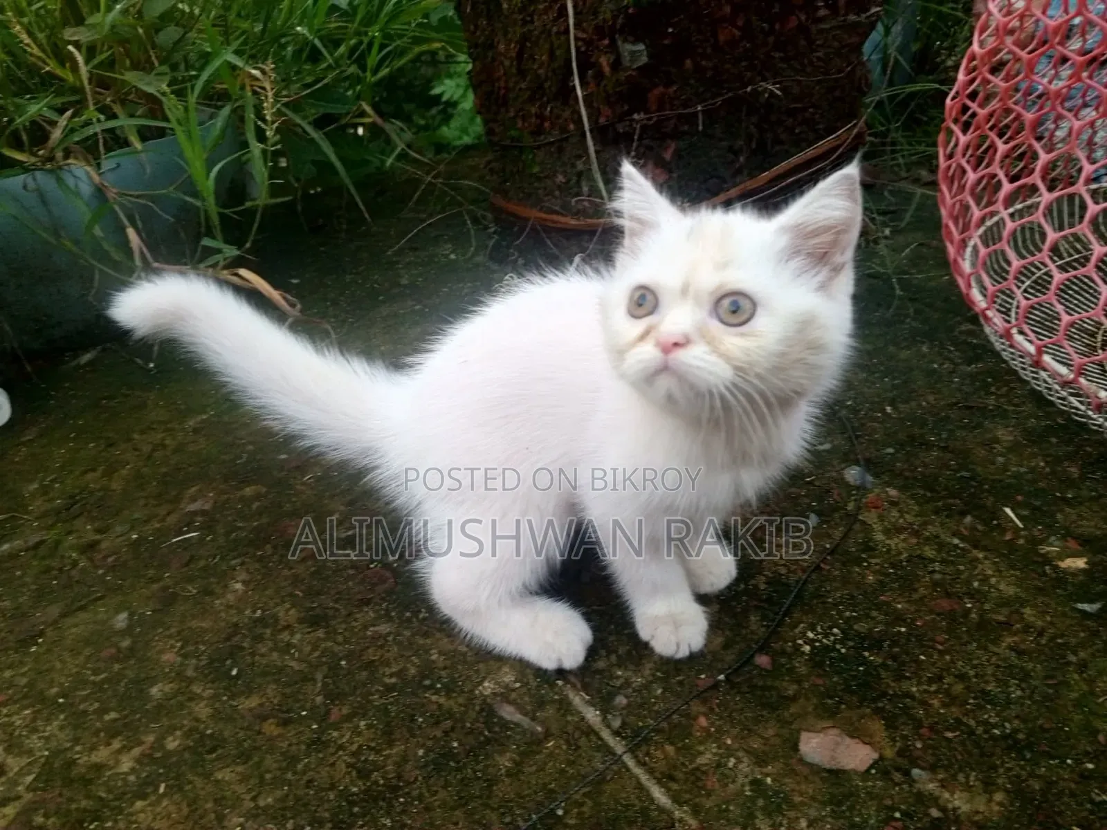 1-3 Months Female Purebred British Shorthair