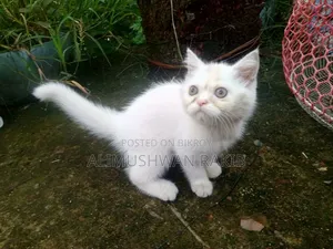 1-3 Months Female Purebred British Shorthair