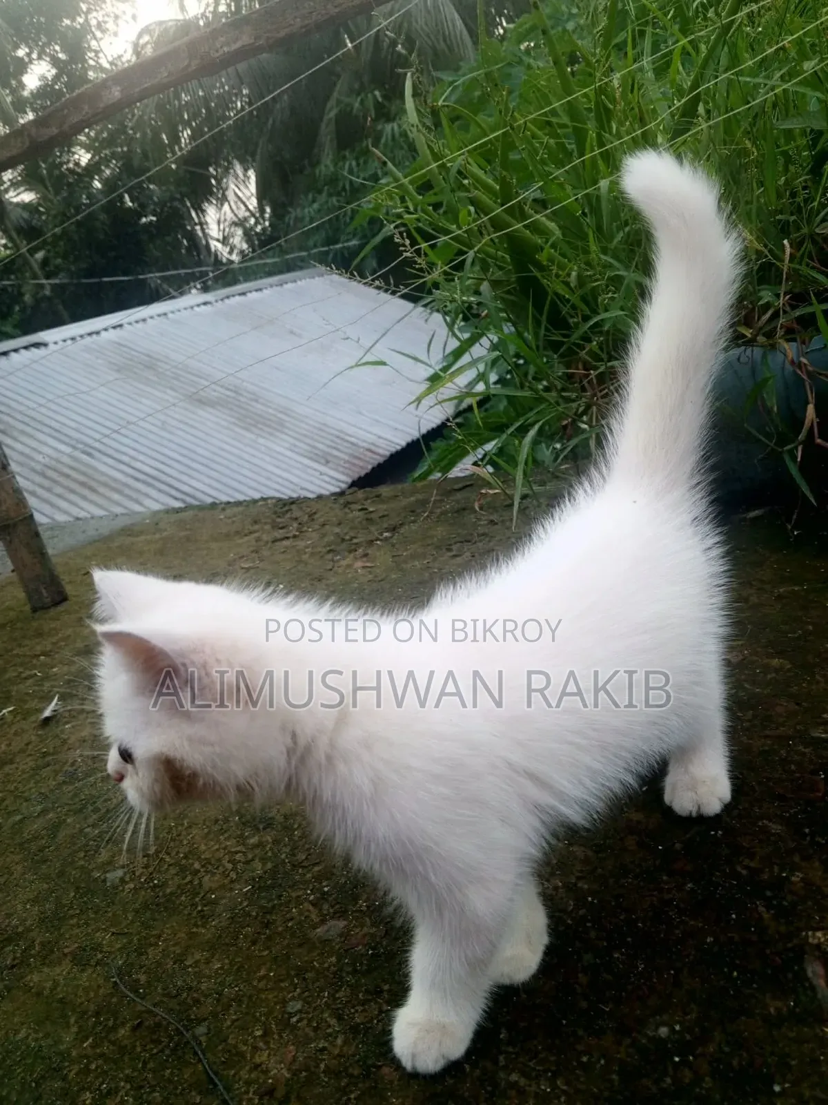 1-3 Months Female Purebred British Shorthair
