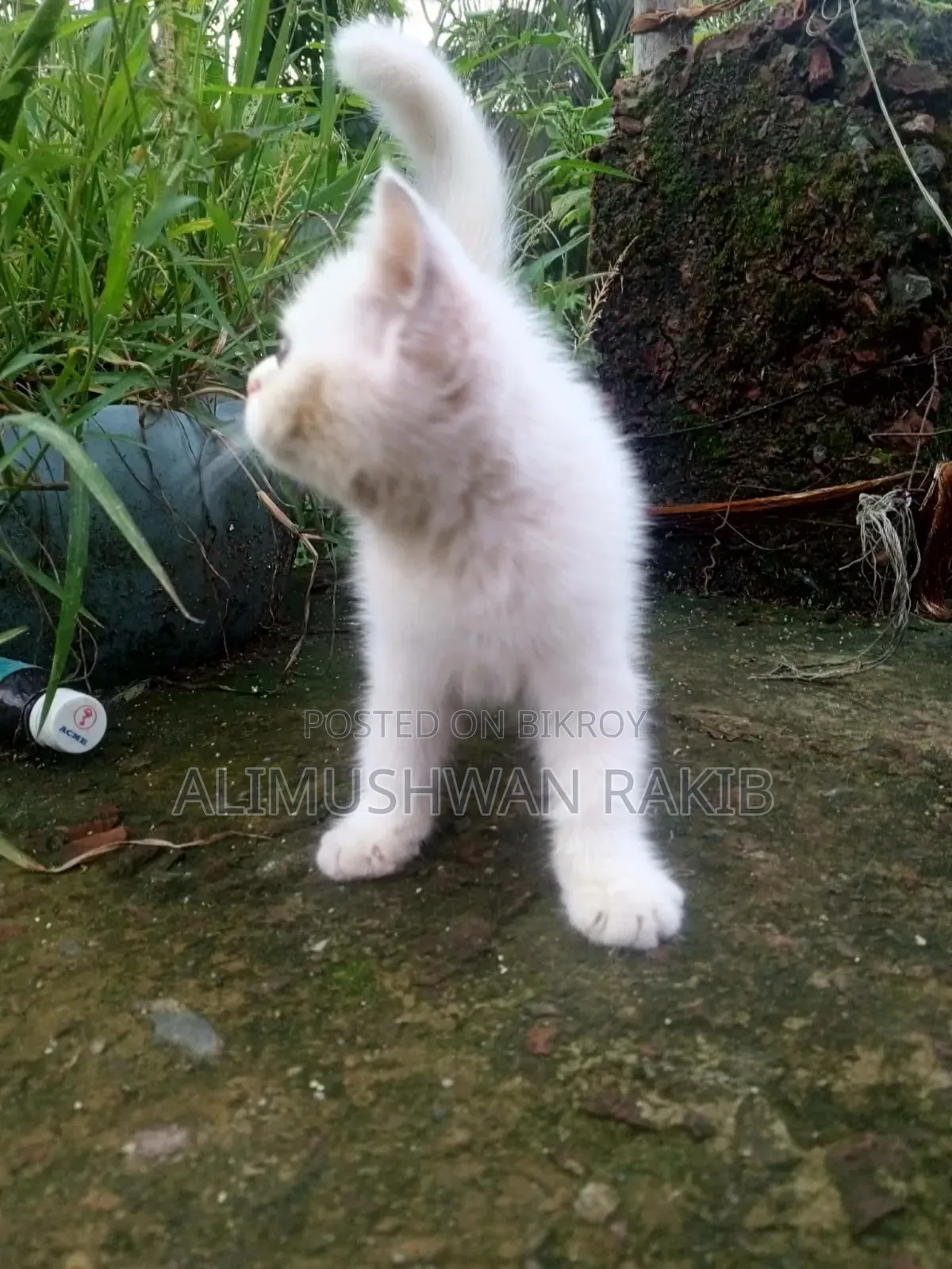1-3 Months Female Purebred British Shorthair