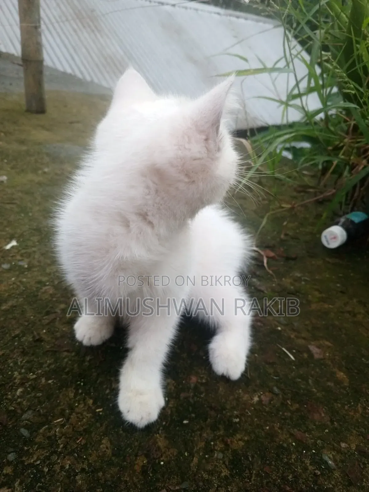 1-3 Months Female Purebred British Shorthair