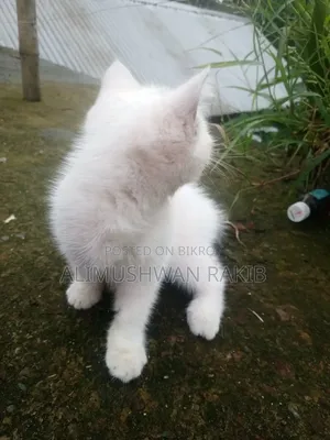 1-3 Months Female Purebred British Shorthair