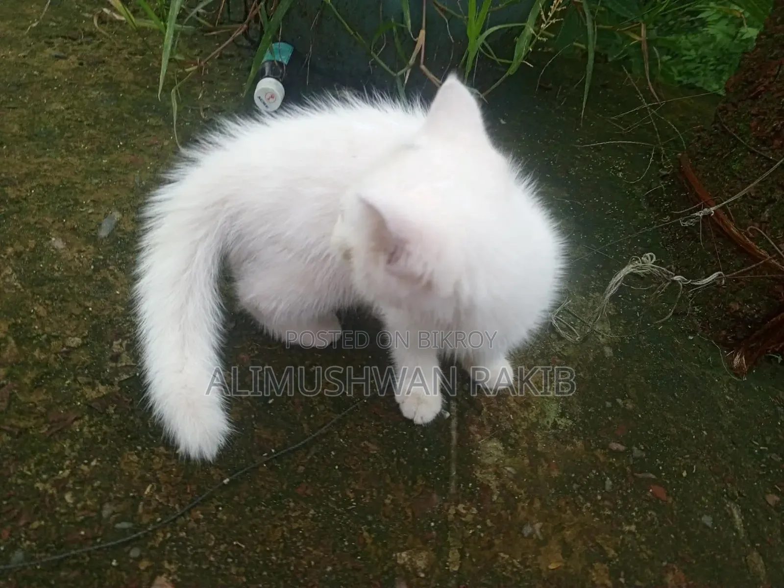 1-3 Months Female Purebred British Shorthair